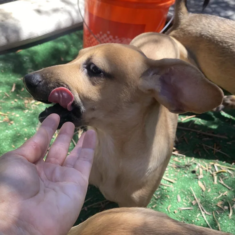 A baby small-sized female Brown / Chocolate Hound dog named Stretch for adoption in Escondido, CA
