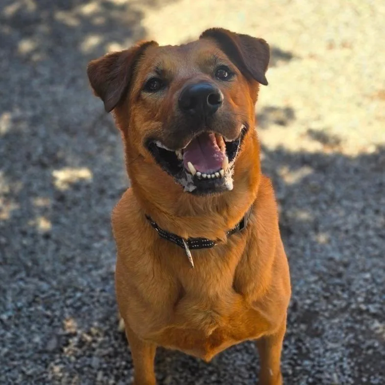A senior large-sized male Red / Chestnut / Orange Mixed Breed dog named Simba for adoption in Fairport, NY