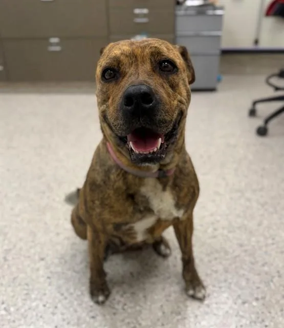 An adult medium-sized female Pit Bull Terrier dog named Bella Boo for adoption in Brighton, CO