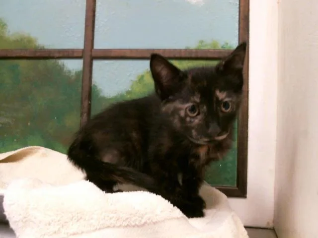 A baby small-sized female Domestic Short Hair cat named Little Bit for adoption in Houston, TX