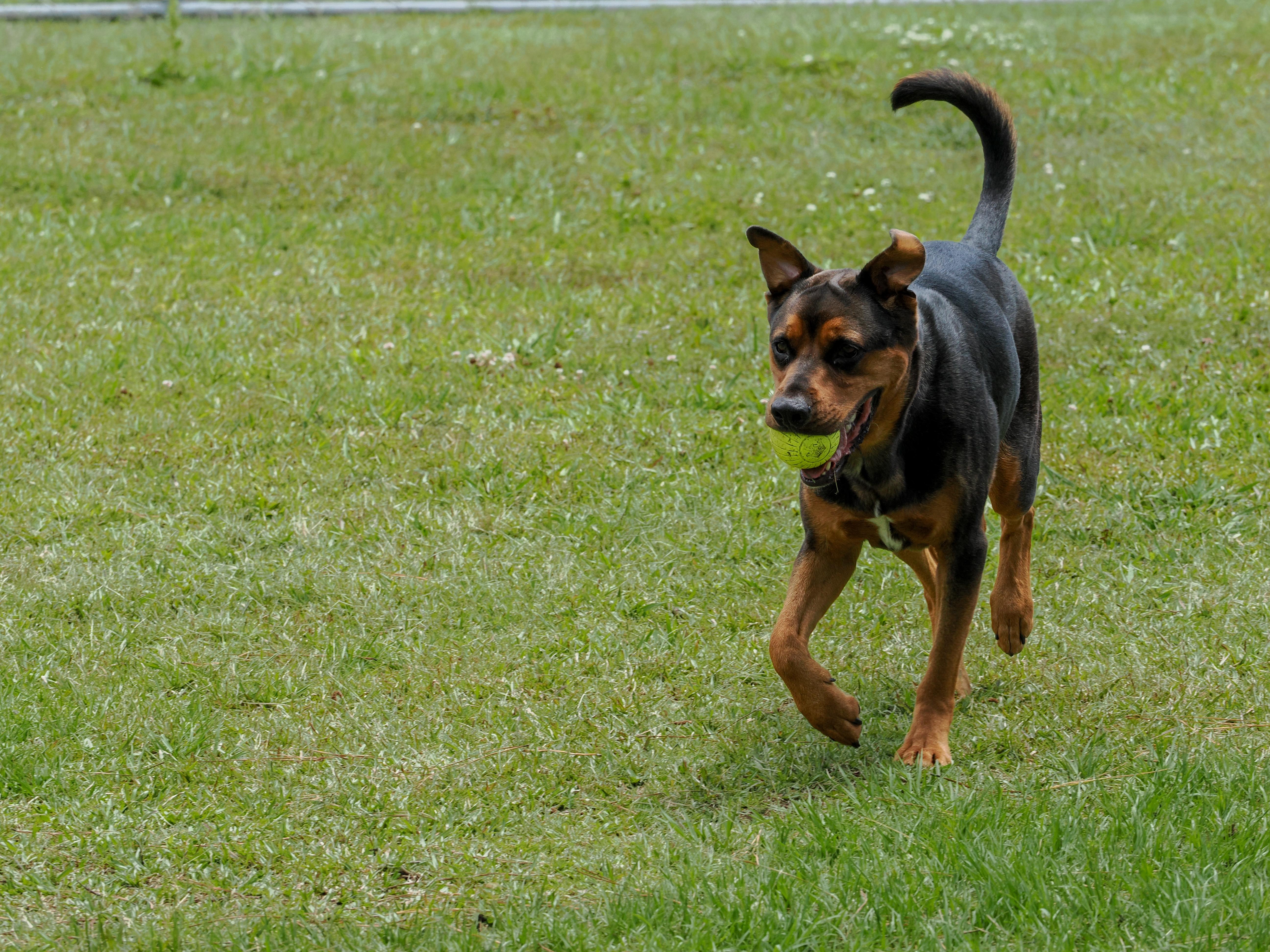 An adult large-sized male Black Mixed Breed dog named Spiller for adoption in Myrtle Beach, SC