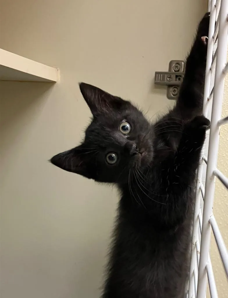 A baby medium-sized male Domestic Short Hair cat named Python for adoption in Christiansburg, VA