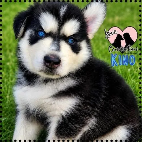 A baby medium-sized male Black Husky dog named Kino for adoption in Gilbert, AZ