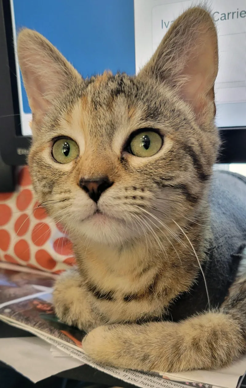 A baby small-sized female Torbie Domestic Short Hair cat named Peanut for adoption in Centerville, UT