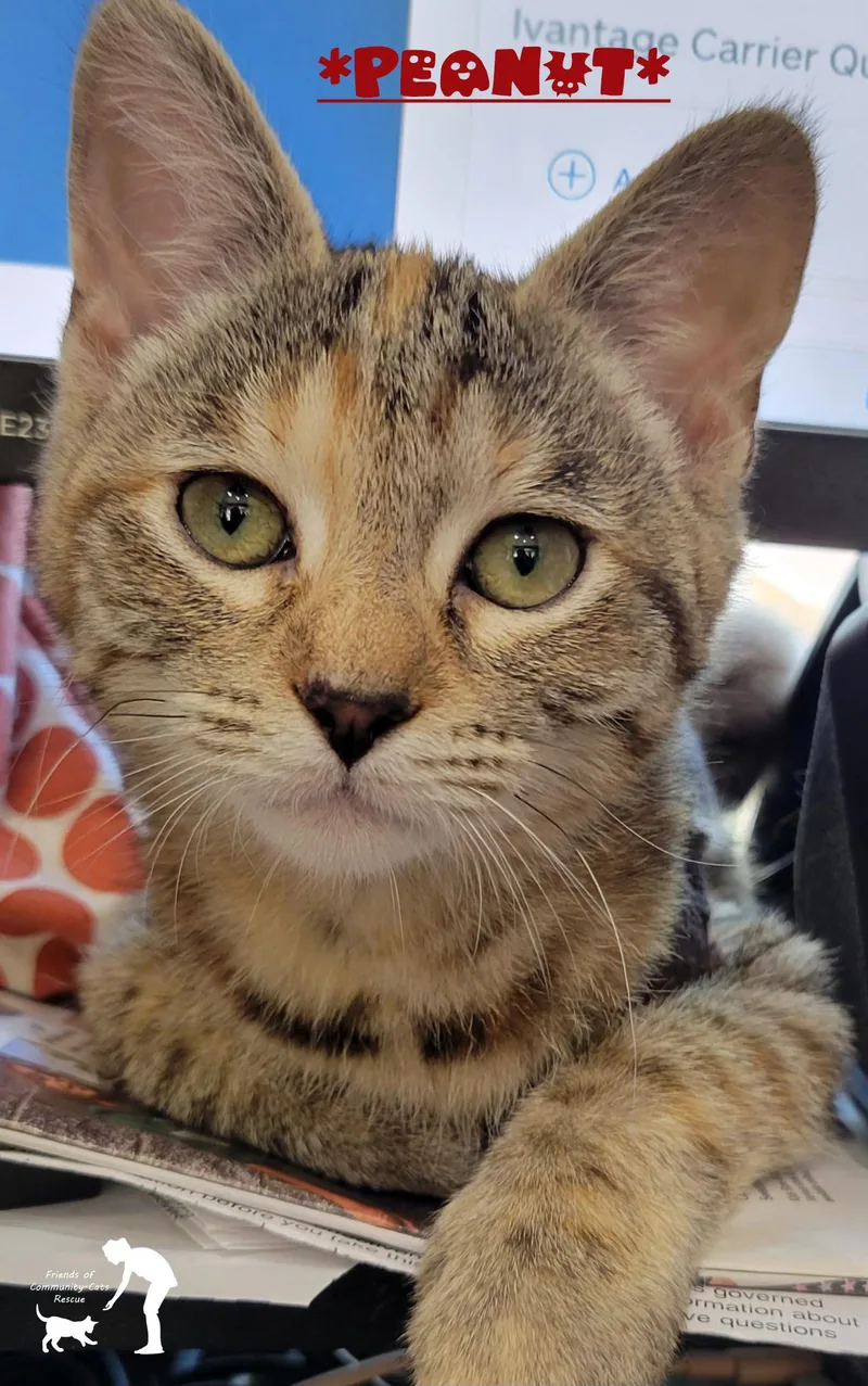 Peanut thumbnail 2