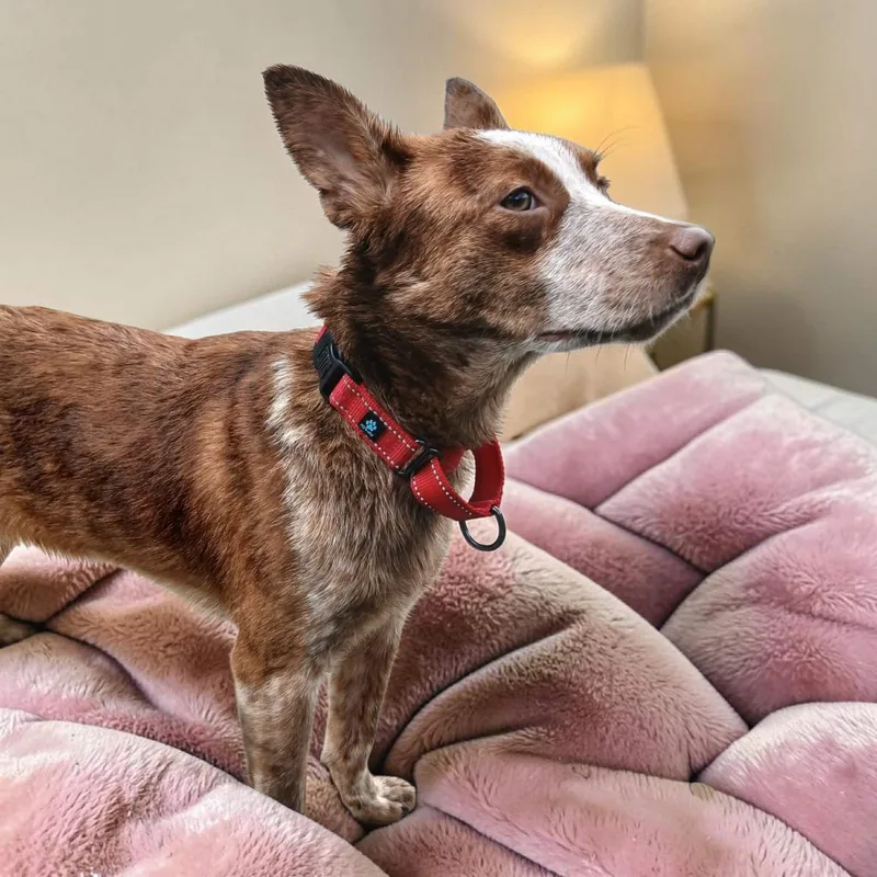 A young medium-sized female Golden Australian Cattle Dog / Blue Heeler dog named Rosie for adoption in Lexington, KY