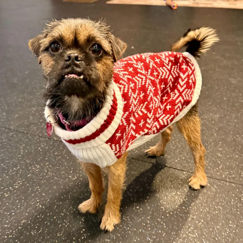 An adult small-sized female Bicolor Terrier dog named Maple for adoption in Uxbridge, MA