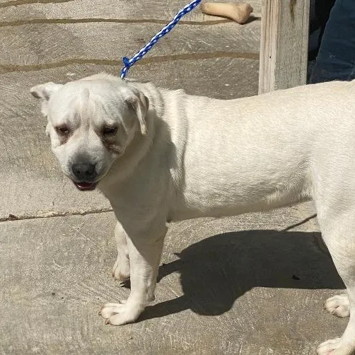A young medium-sized female White / Cream Mixed Breed dog named Rapunzel for adoption in Spencer, IN