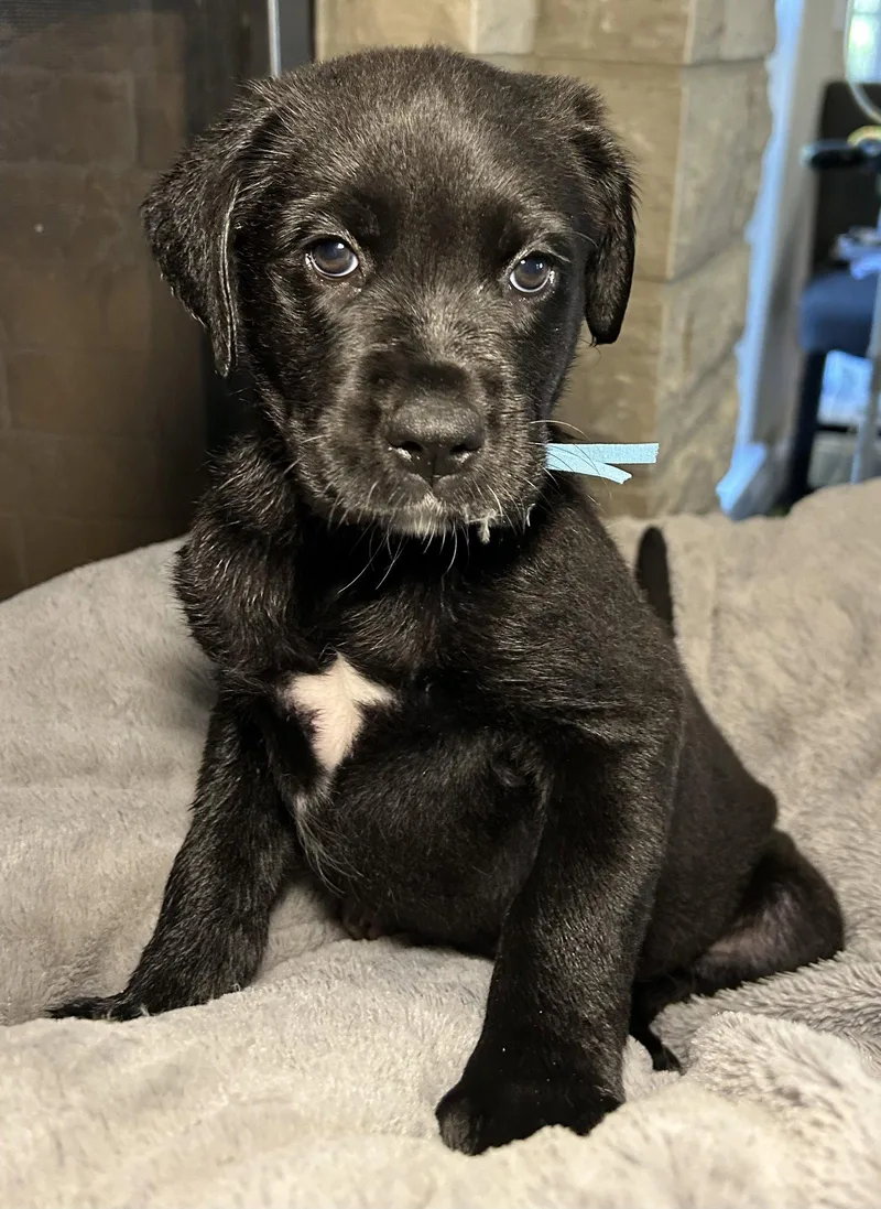 A young large-sized female Labrador Retriever dog named Fable for adoption in Barnhart, MO
