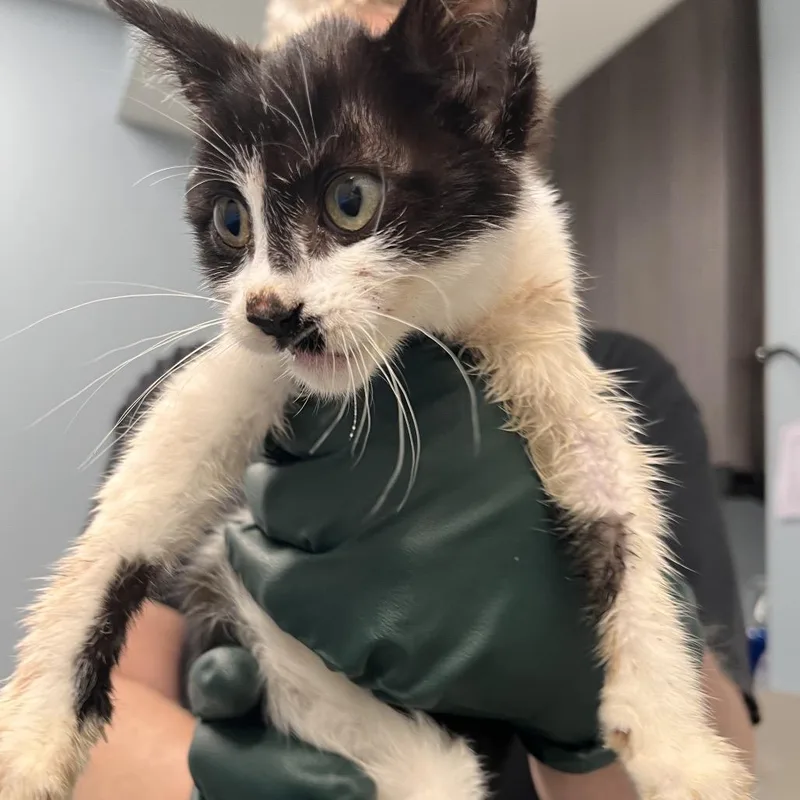 A baby small-sized female Black Domestic Short Hair cat named Pong for adoption in Oak Park, IL