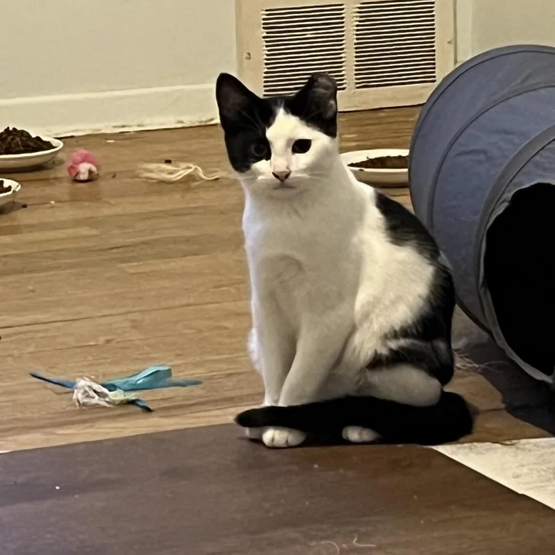 A baby medium-sized male White Domestic Short Hair cat named Eenie for adoption in Spokane, WA