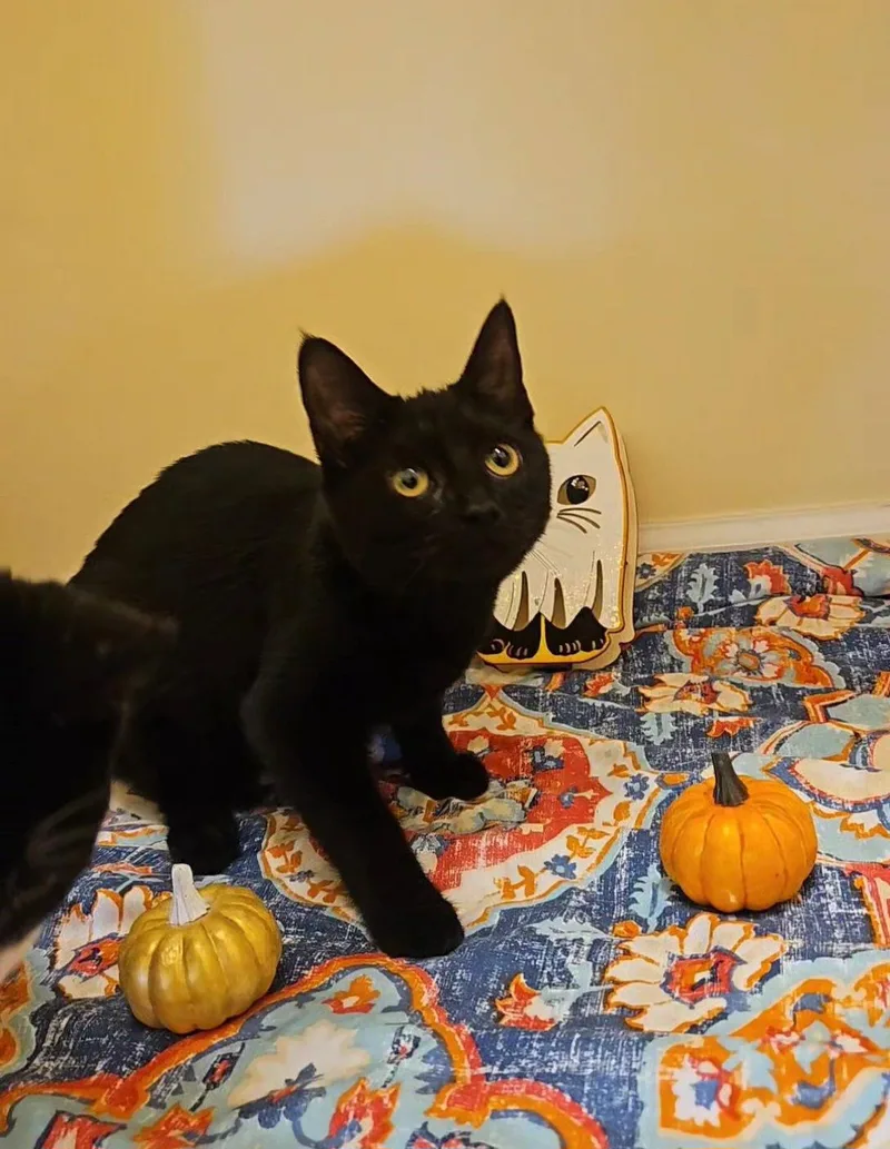 A young medium-sized female Black Domestic Short Hair cat named Noir for adoption in Forest, VA