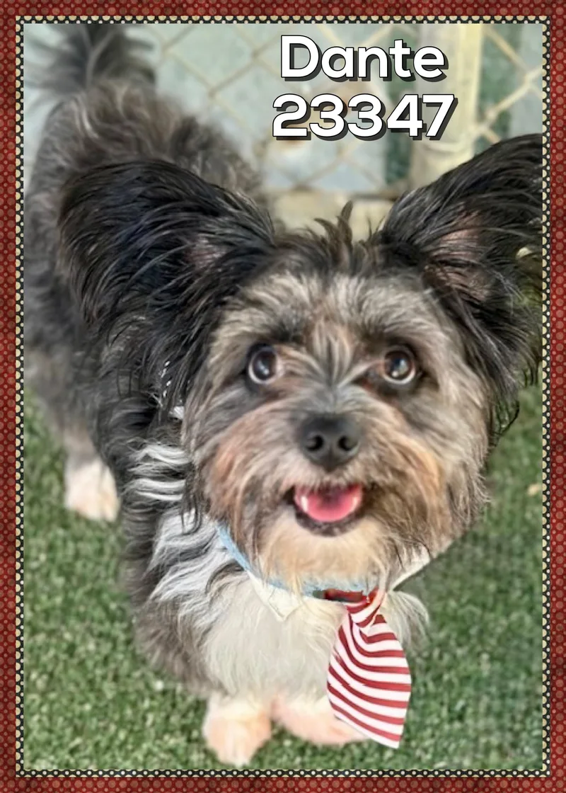 An adult small-sized male Shih Tzu dog named Dante for adoption in Marietta, GA