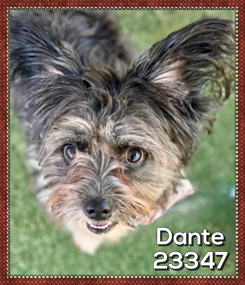 Dante thumbnail 4