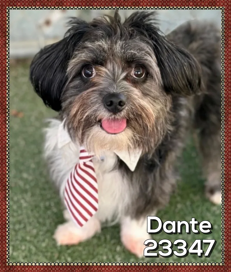 Dante thumbnail 5