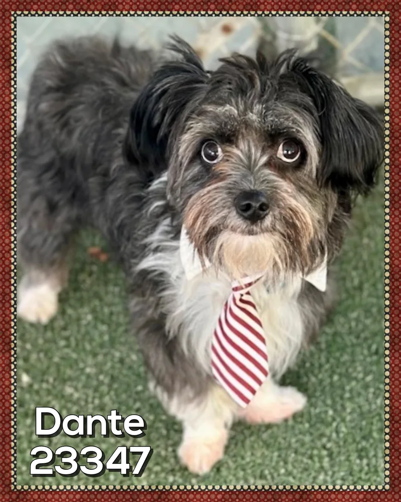 Dante thumbnail 6