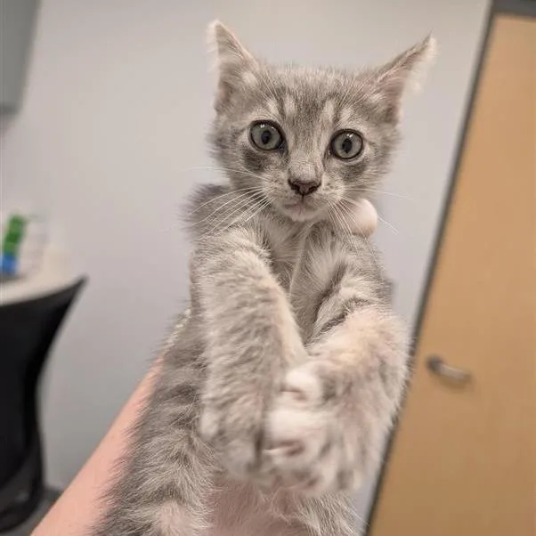 A baby small-sized female Gray / Blue / Silver Domestic Short Hair cat named Laurel for adoption in Jacksonville, FL