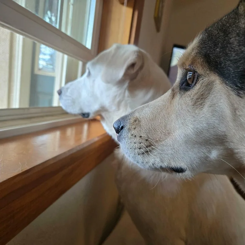 Snowberry thumbnail 3