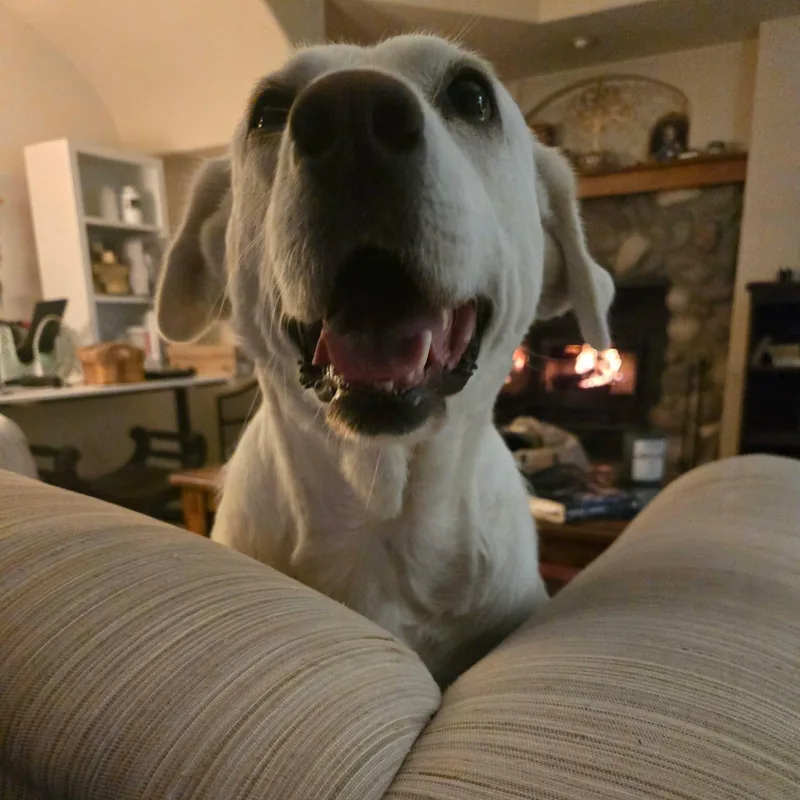 Snowberry thumbnail 5