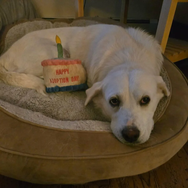 Snowberry thumbnail 6