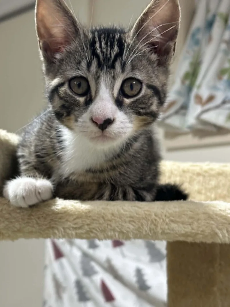 A baby medium-sized male Domestic Short Hair cat named Paulie for adoption in Stewartsville, NJ