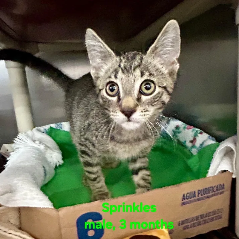 A baby small-sized male Brown / Chocolate Domestic Short Hair cat named Sprinkles for adoption in Hamburg, NY