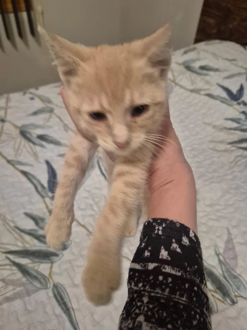 A baby small-sized male Domestic Short Hair cat named Buffers for adoption in Hobart  , IN