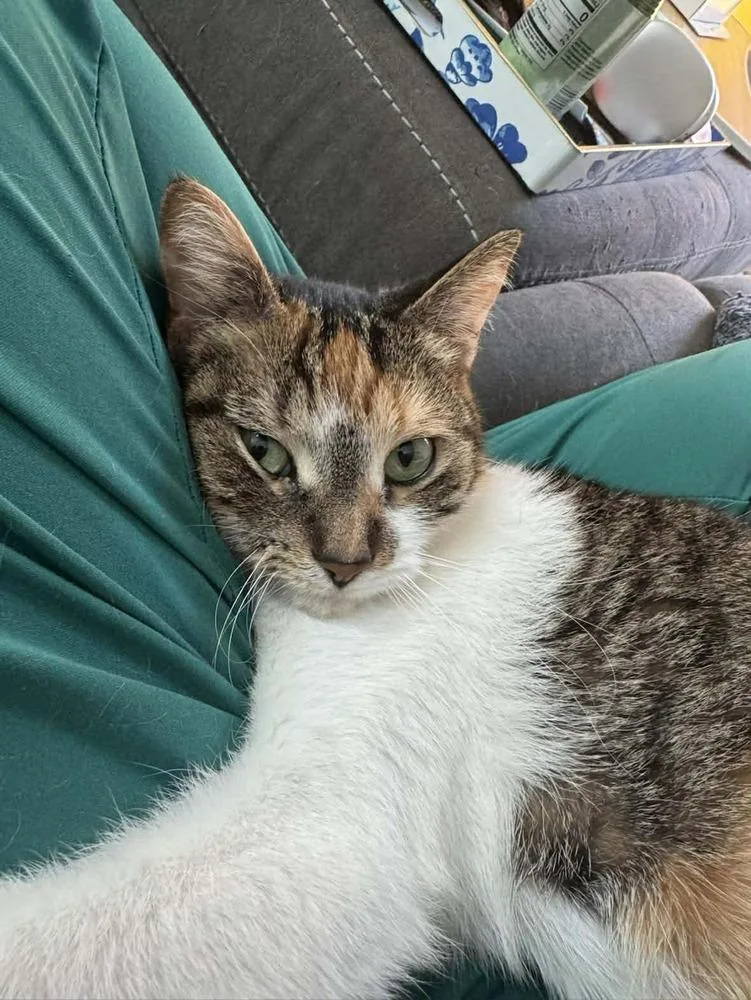 An adult large-sized female Orange & White Calico cat named Mars for adoption in DELTONA, FL