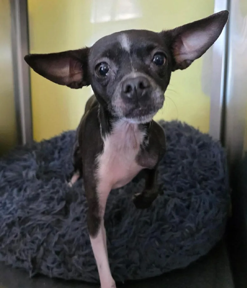 Found Stray: Hershey