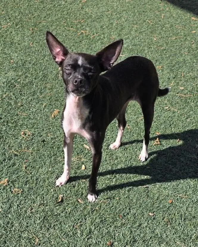 Found Stray: Hershey thumbnail 2