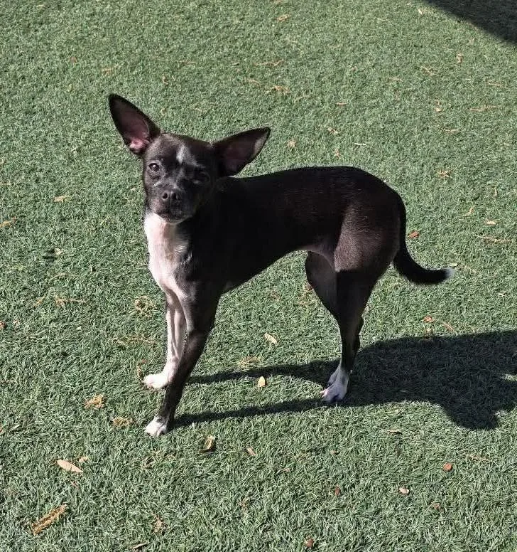 Found Stray: Hershey thumbnail 3