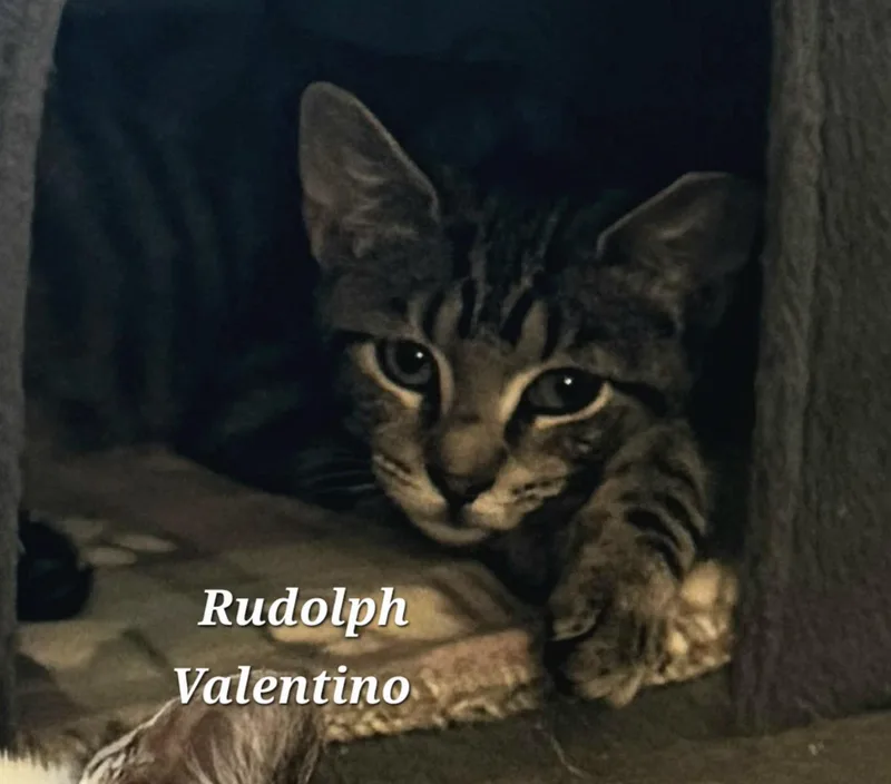 A baby small-sized male Domestic Short Hair cat named Rudolph Valentino for adoption in Catasauqua, PA
