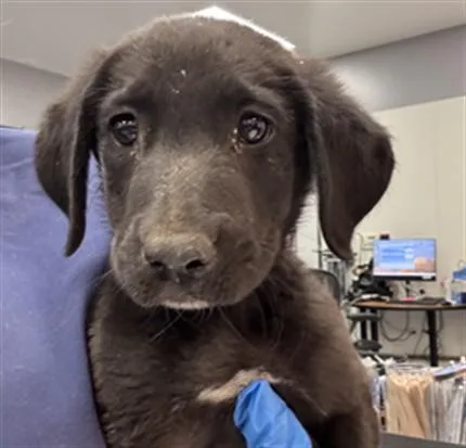 A baby small-sized male Labrador Retriever dog named Teddy for adoption in Thousand Palms, CA
