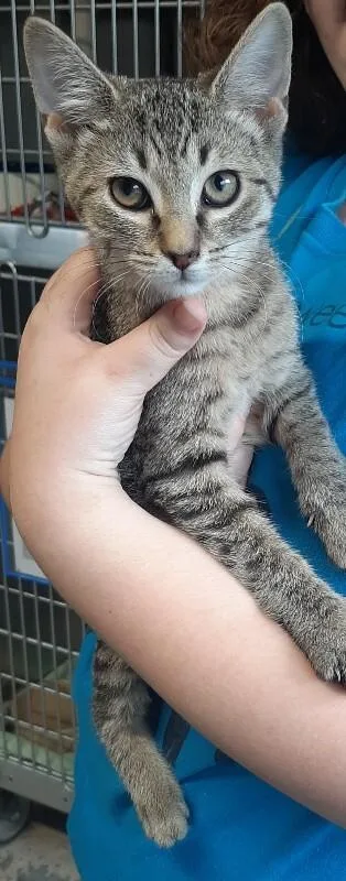 A young medium-sized female Tabby (Brown / Chocolate) Domestic Short Hair cat named Agnetha for adoption in Georgetown, OH