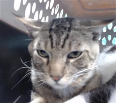 A young medium-sized male Domestic Short Hair cat named Godard for adoption in Downey, CA