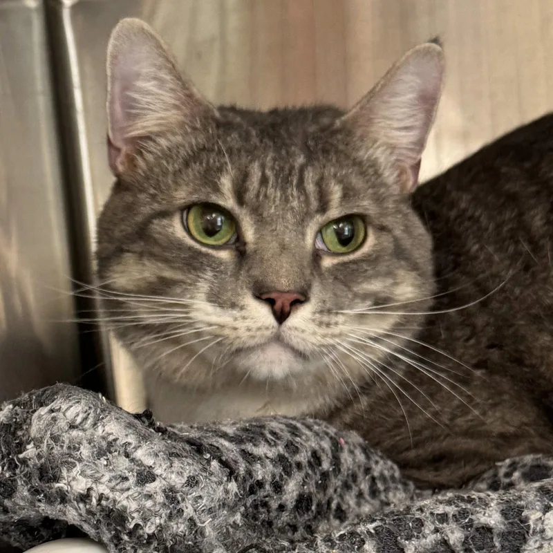 An adult medium-sized male Domestic Short Hair cat named Rocky for adoption in Winchendon, MA