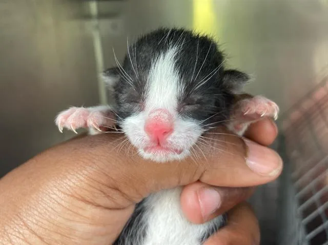 A baby large-sized female Domestic Short Hair cat named Cosmo for adoption in Dallas, TX