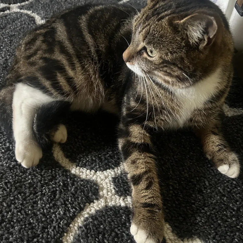 A young medium-sized female White Domestic Short Hair cat named Nutmeg for adoption in Scranton, PA