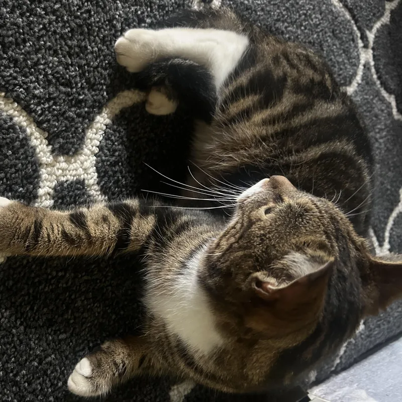 Nutmeg thumbnail 3