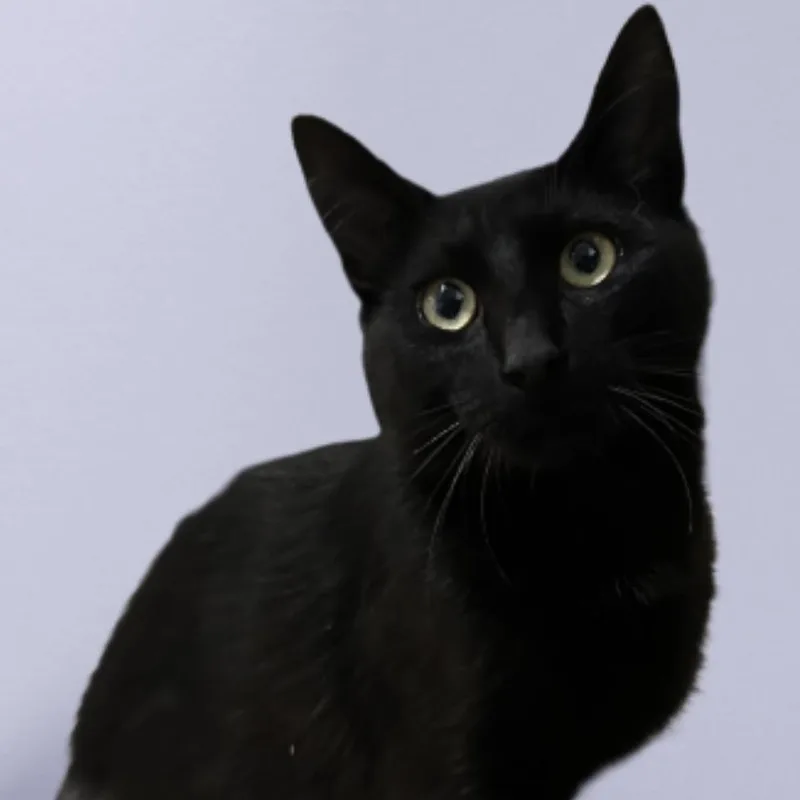 A young medium-sized male Black Domestic Short Hair cat named Galaxy for adoption in Rochester, NY