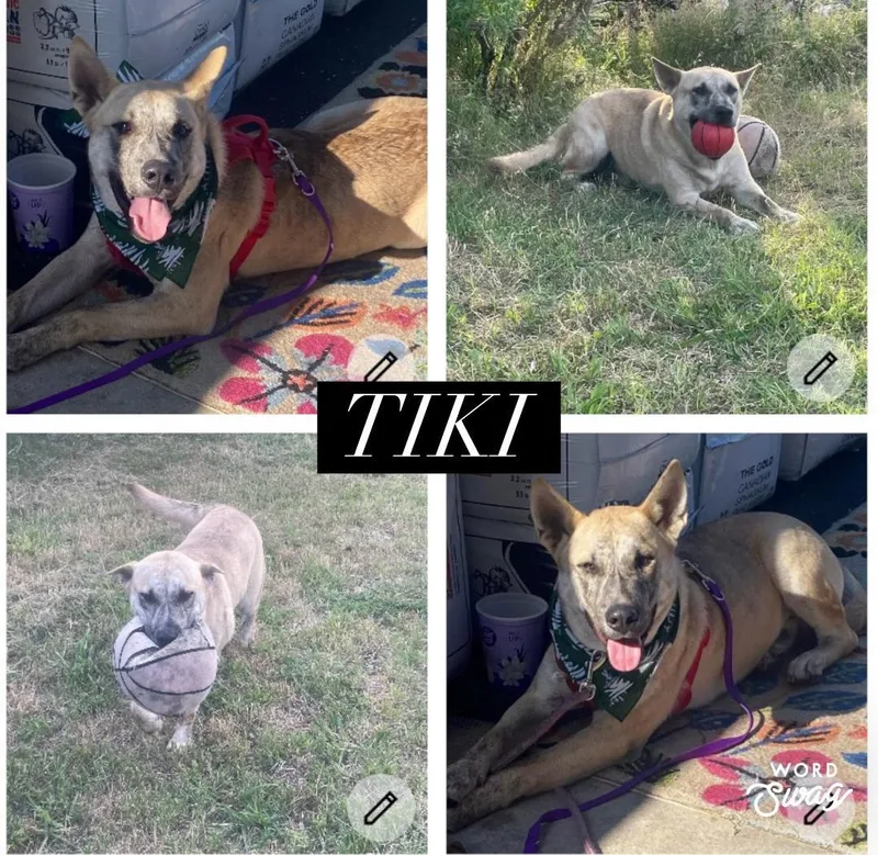 Tiki