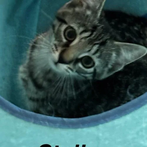 A baby small-sized female Tabby (Gray / Blue / Silver) Domestic Short Hair cat named Stella for adoption in Seven Valleys, PA