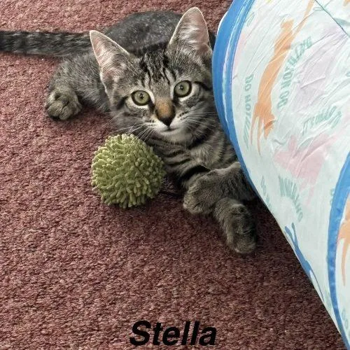 Stella thumbnail 2