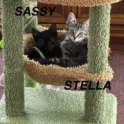 Stella thumbnail 3