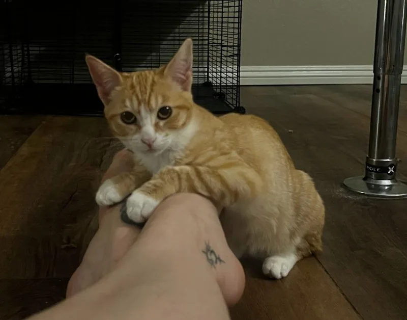 A baby small-sized female Domestic Short Hair cat named Jalapeño for adoption in San Jacinto, CA