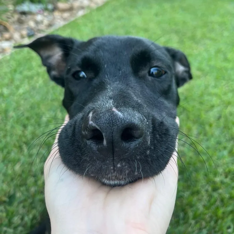 A young medium-sized male American Staffordshire Terrier dog named Bones for adoption in Bryan, TX