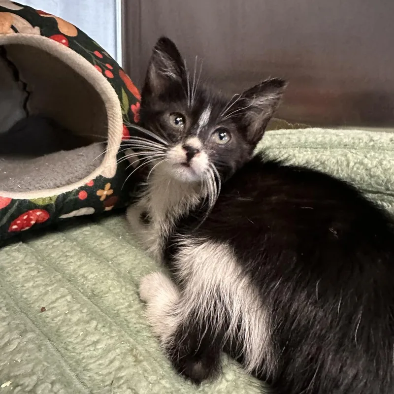 A baby small-sized female Black Domestic Short Hair cat named Summer Camp for adoption in Los Angeles, CA