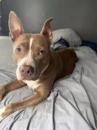 An adult large-sized female Mixed Breed dog named Nova for adoption in West Chester, PA
