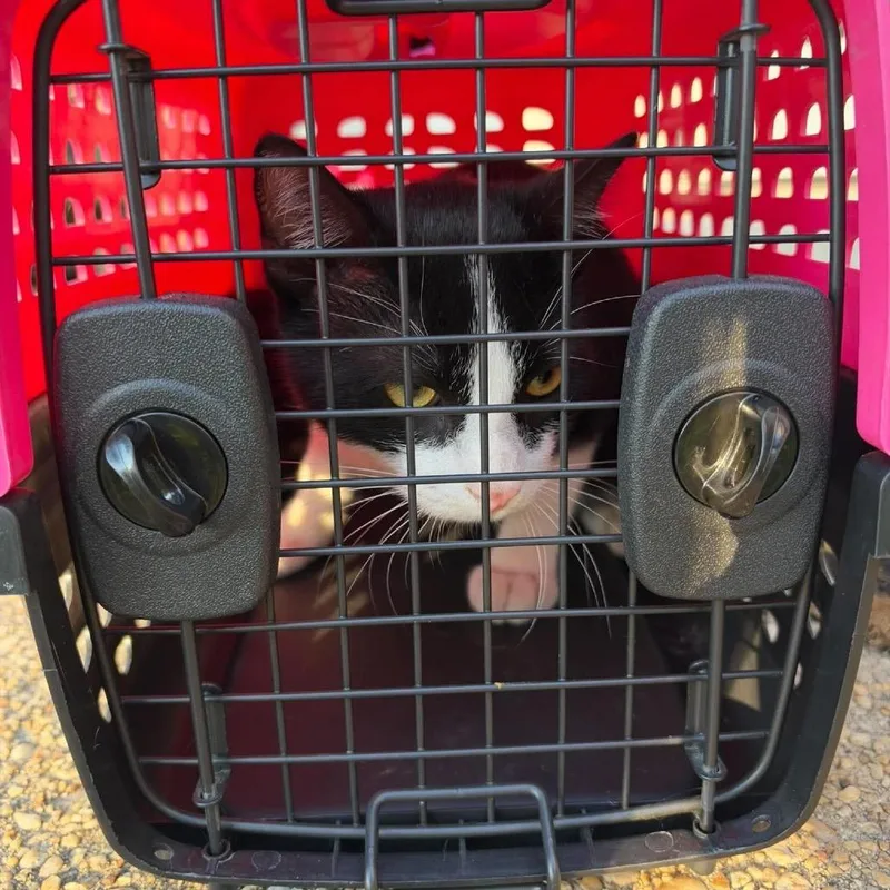 A young small-sized male Black Domestic Short Hair cat named Finnegan for adoption in Pasadena, MD