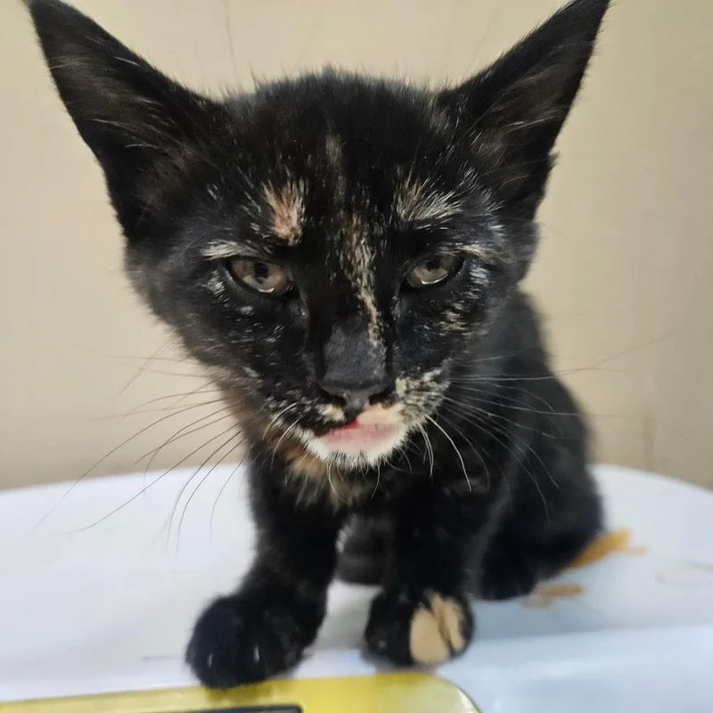 A baby small-sized female Tortoiseshell Domestic Short Hair cat named Tyra Banks for adoption in Tacoma, WA